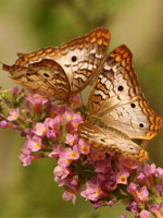 marabout Namousso renforcer les liens affectifs
